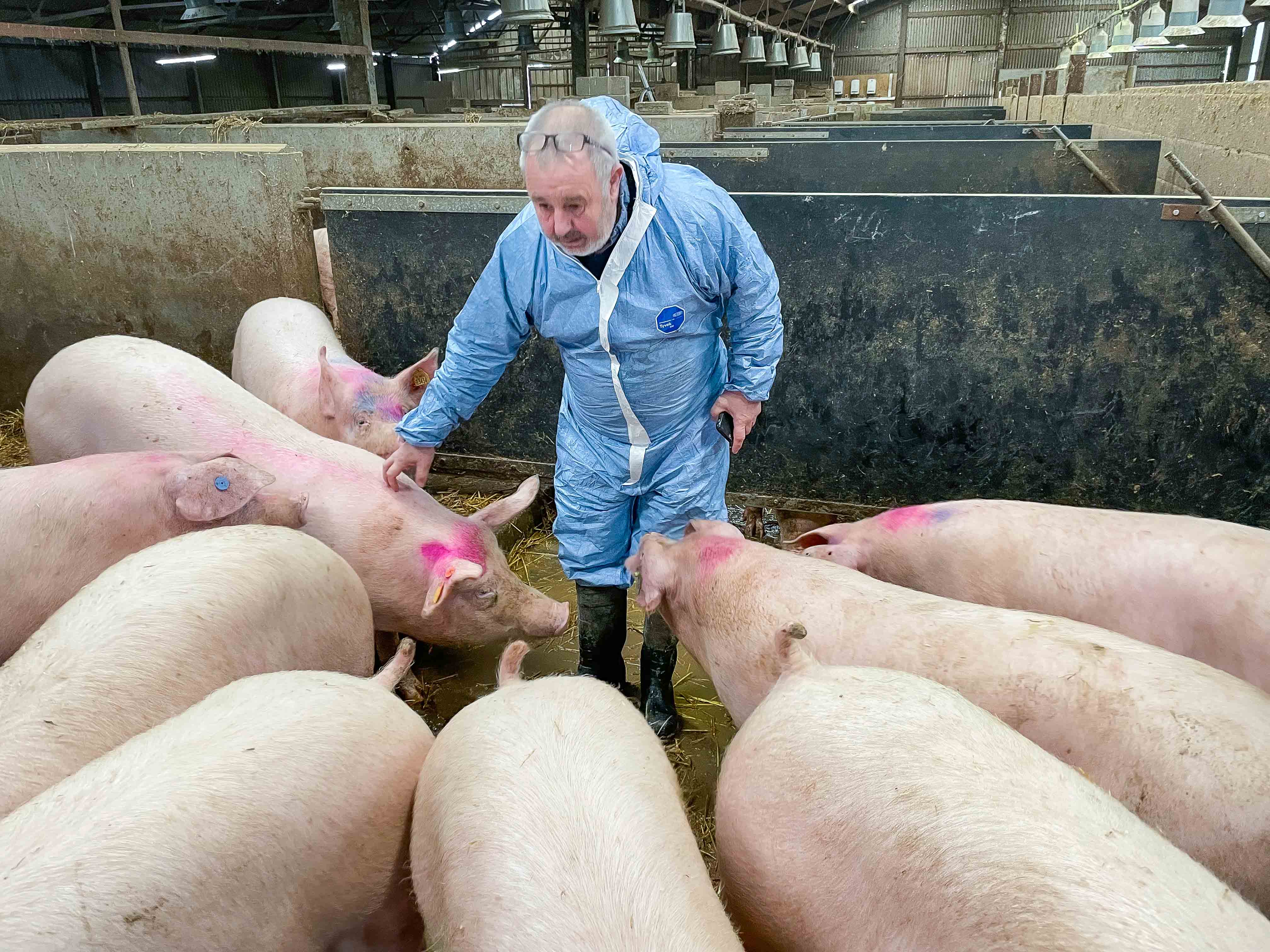 Pat surrounded by sows